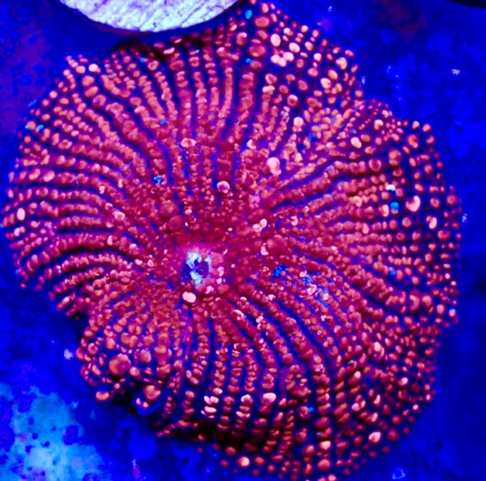Red Devil Interstellar Mushroom