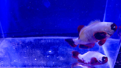 Golden Nugget Maroon Breeding Pair
