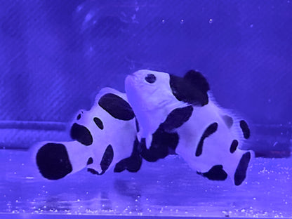 Black Storm Bonded Pair