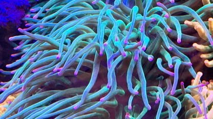 Rare long tentacle anemone with purple tip