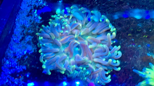 Rainbow Long Tentacle Anemone