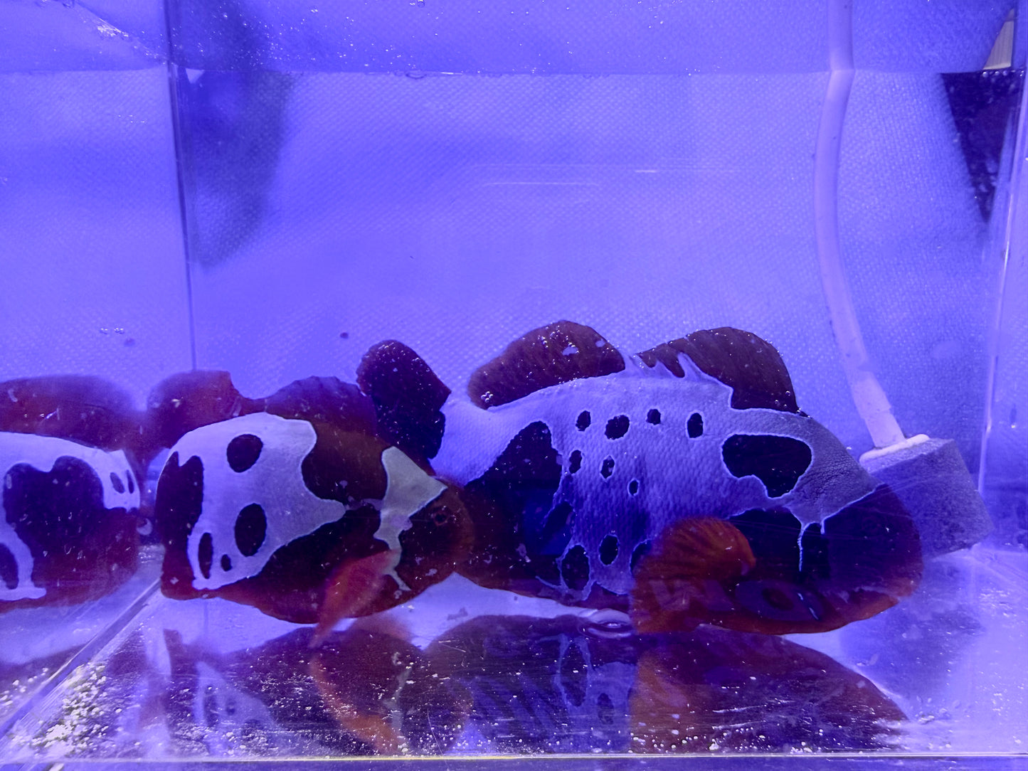 Breeding Pair of Lightning Maroons