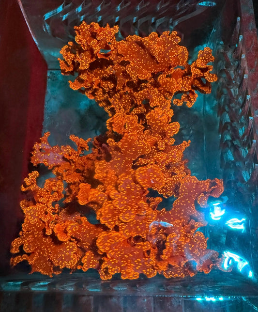 Atomic Red Broccoli macro (with gold glitter)