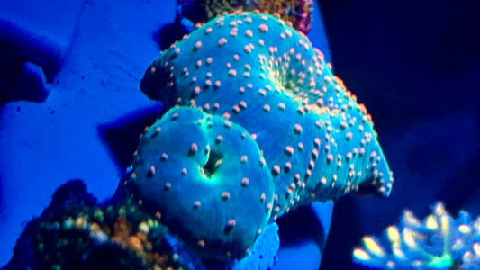 Interstellar Galaxy Discosoma