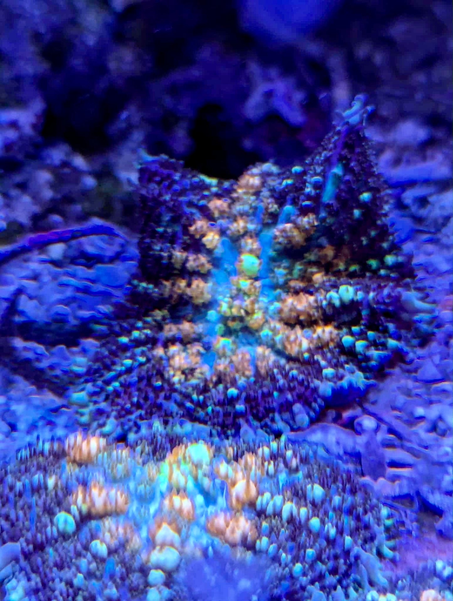 Ultra Powerball Bounce Mushroom