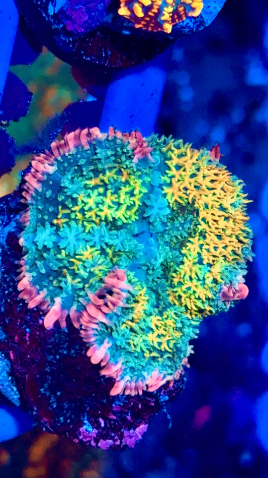 Ultra Rainbow Frankenstein Bounce Mushroom