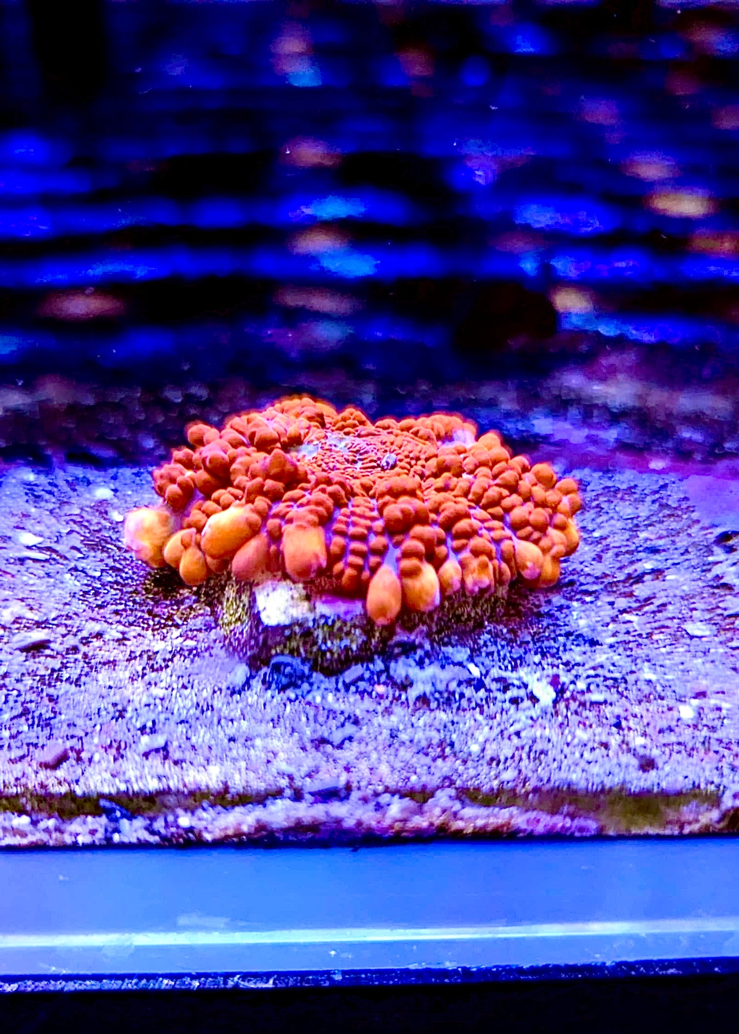 Super Popcorn Bounce Mushroom