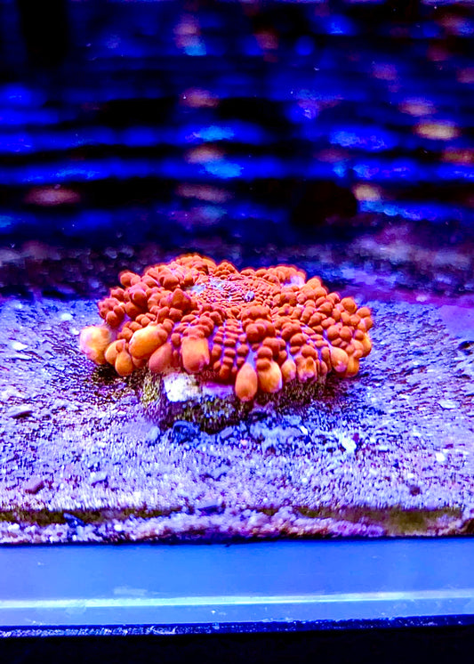 Super Popcorn Bounce Mushroom