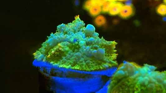 Sweet Princess Bounce Rhodactis