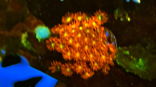 Red yellow Alveopora