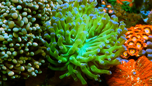 Neon green yellow Frammer