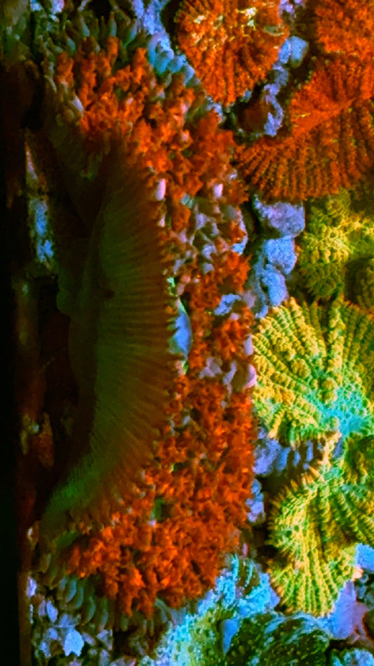 Giant Ultra St Thomas