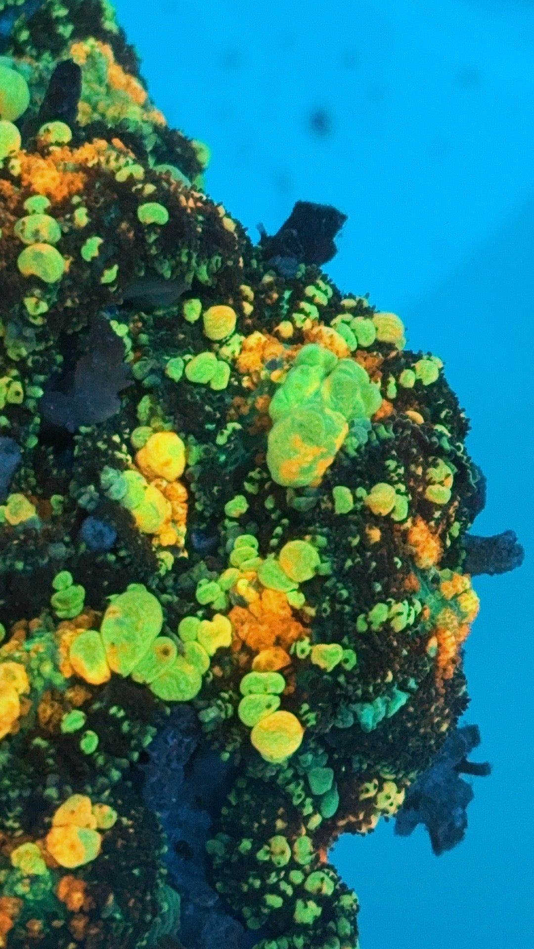 Ultra Godzilla Powerball Bounce Mushroom