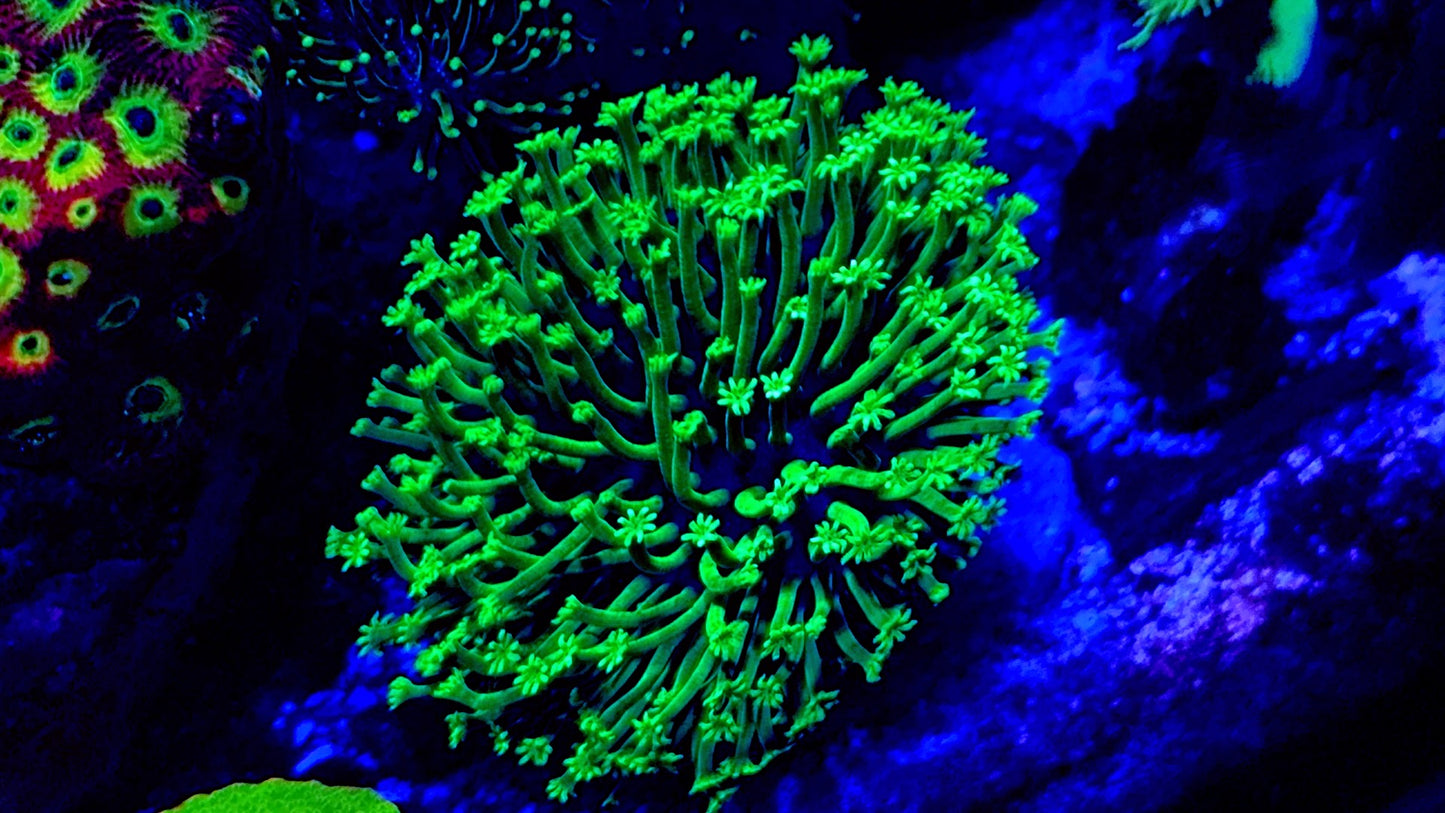 Ultra Long Tentacle neon green jap leather