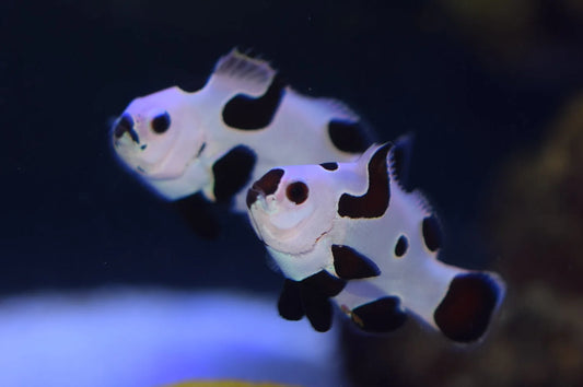 Black storm Clownfish pair