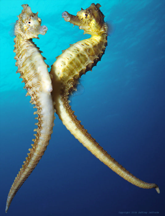 Pair of adult full size Seahorse