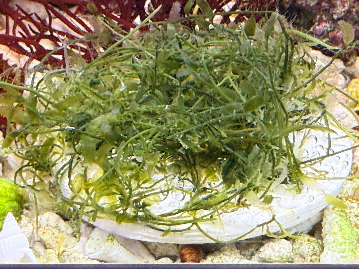 Sea Grass Macroalgae