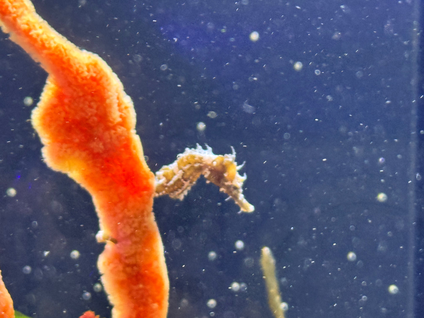 Striped Seahorse