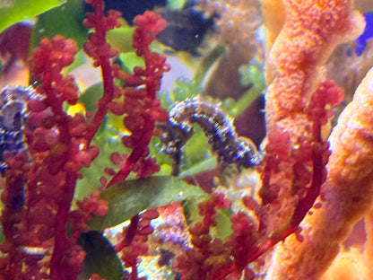 Striped Seahorse