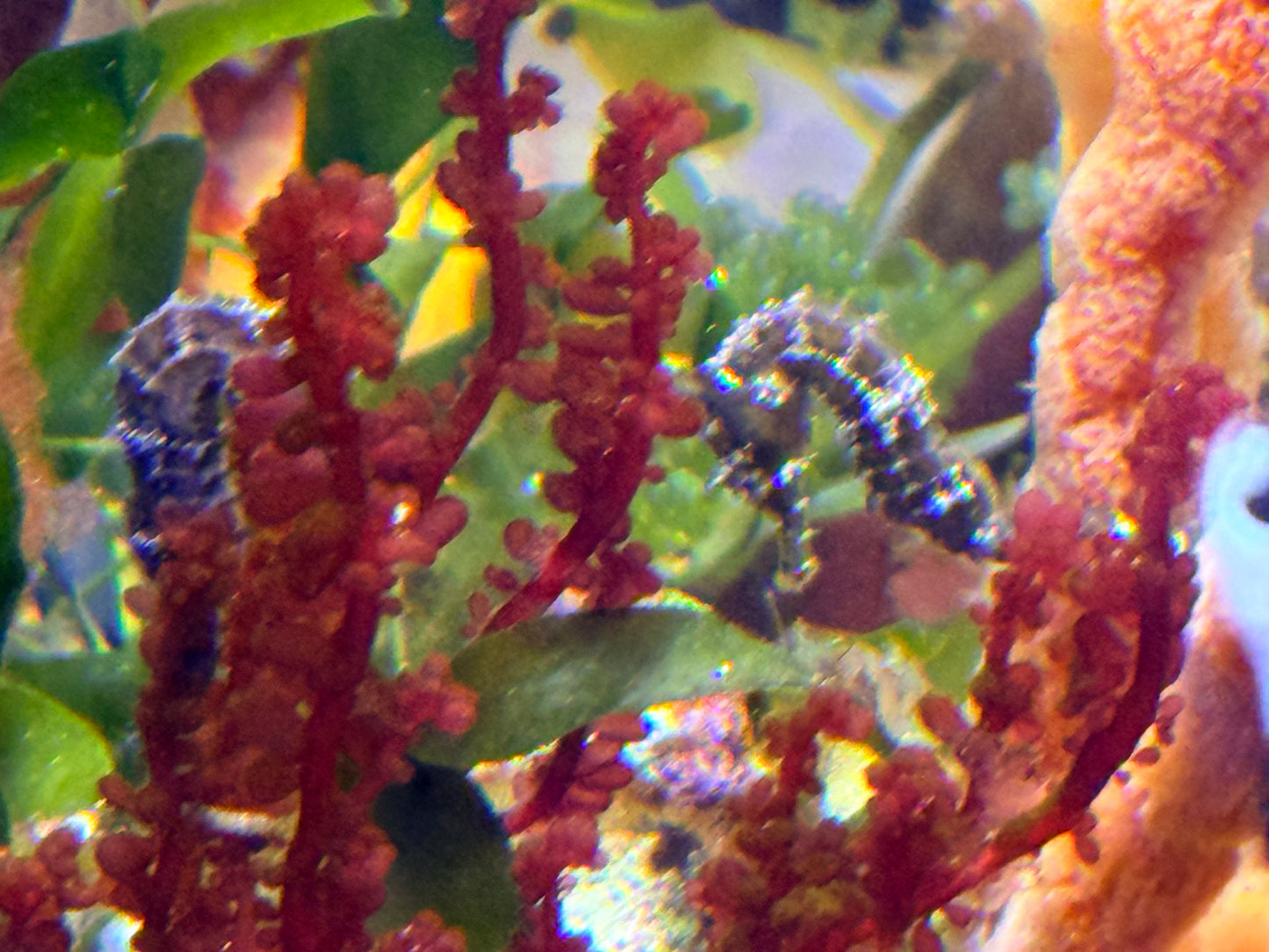 Striped Seahorse