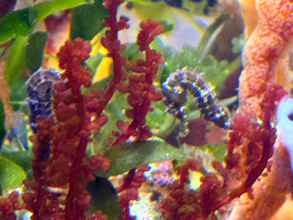 Striped Seahorse
