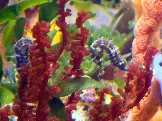 Striped Seahorse