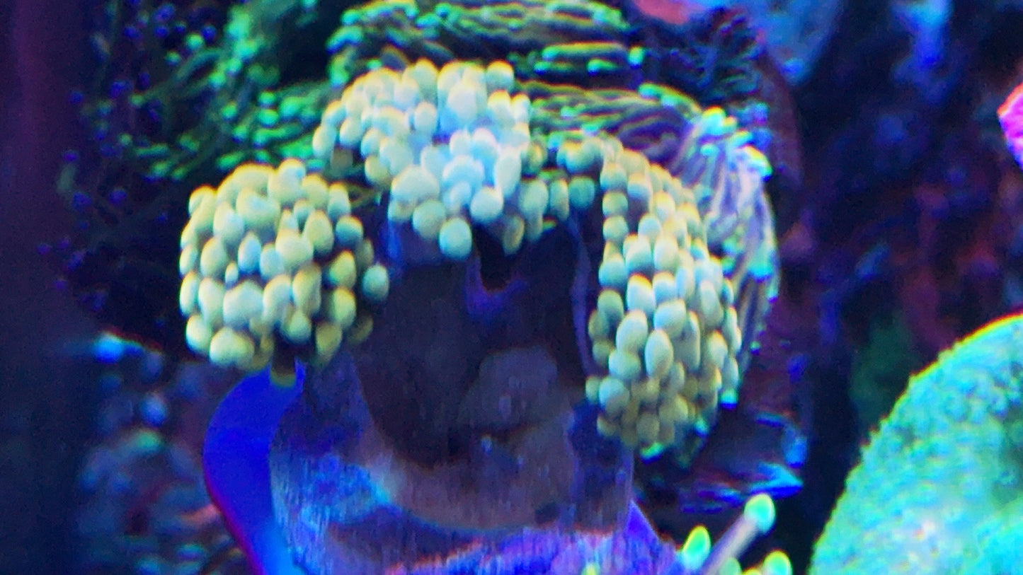 Orange/ Gold Hammer - 4 heads