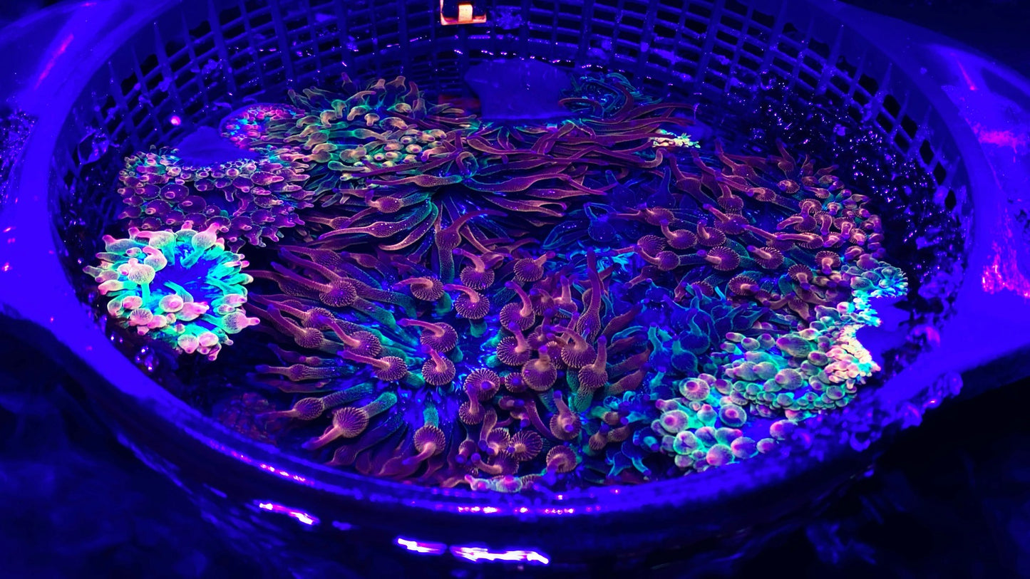 Ultra Rainbow Anemones