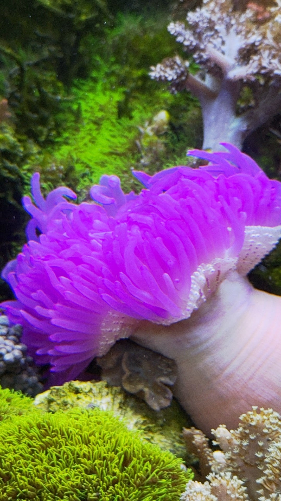 Purple Rain Long Tentacle Anemones