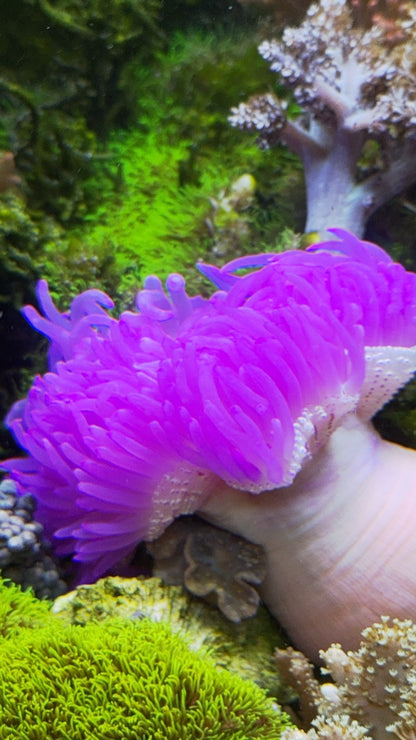 Purple Rain Long Tentacle Anemones