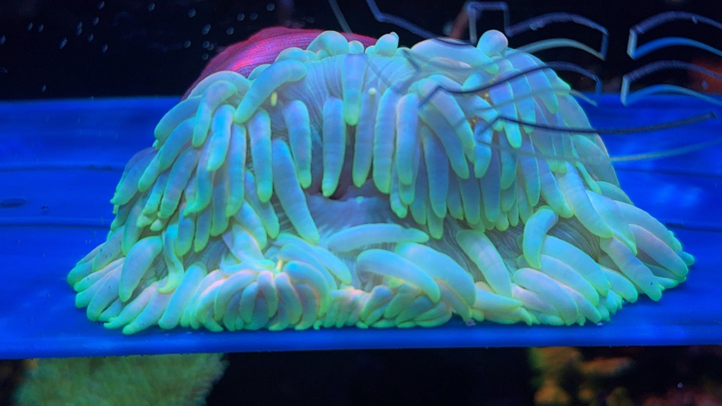 Ultra Rainbow Long Tentacle Anemone