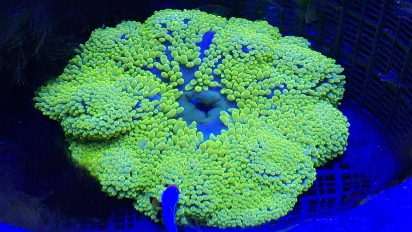 Neon Yellow/Green LT carpet anemone