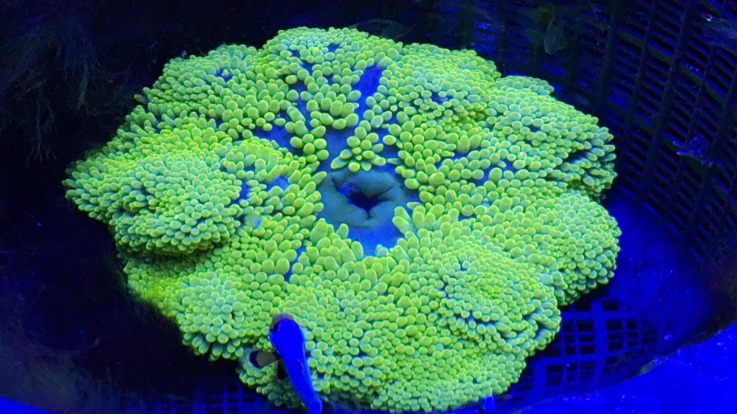 Neon Yellow/Green LT carpet anemone