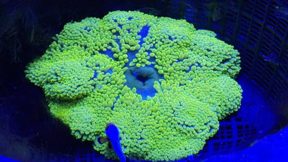 Neon Yellow/Green LT carpet anemone