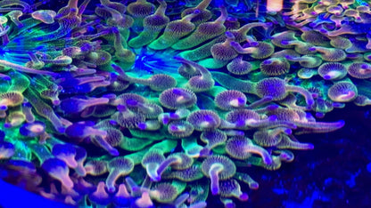 Purple Tip Ultra Rainbow Anemone