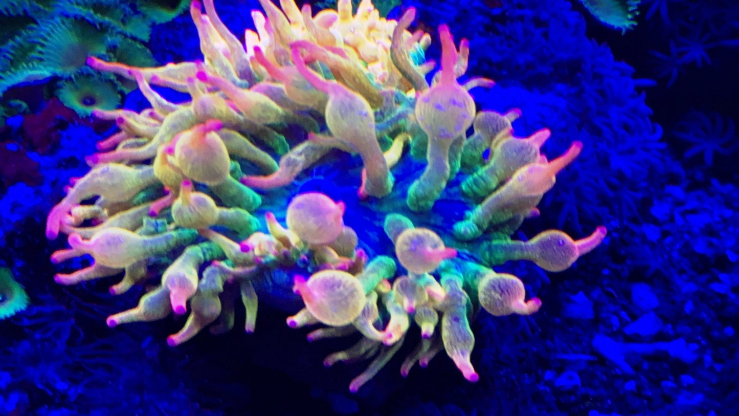 Ultra Arizona Sunset Anemone