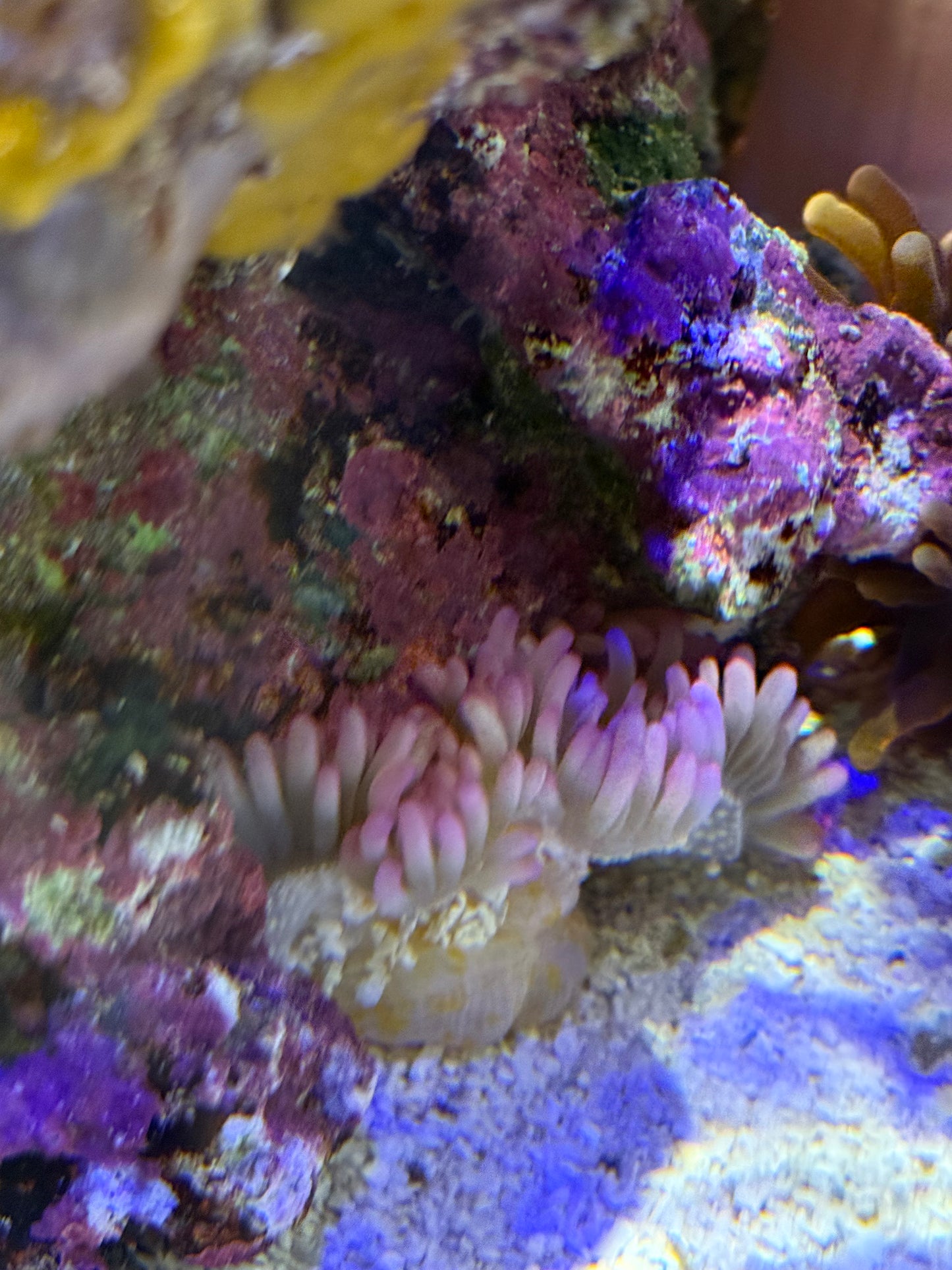 Purple Sebae Anemone