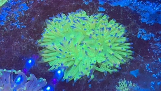 Holy Grail Long Tentacles Anemone