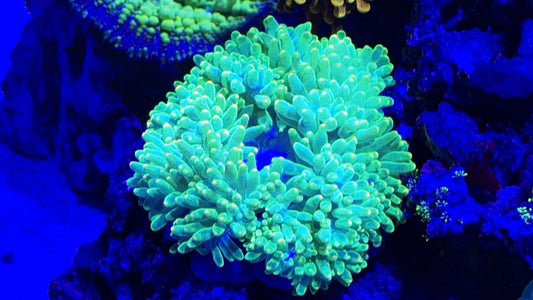 Midnight Lanterns Bubble Tip Anemone