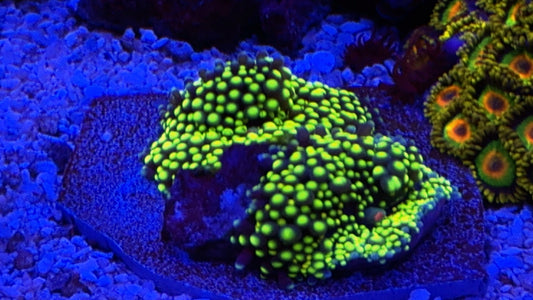 Neon Ricordea x2