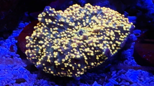 Gold Interstellar Mushroom