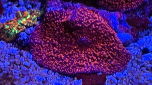 Red interstellar Mushroom