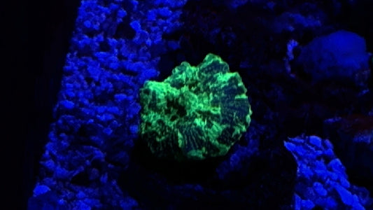 Kryptonite Jawbreaker