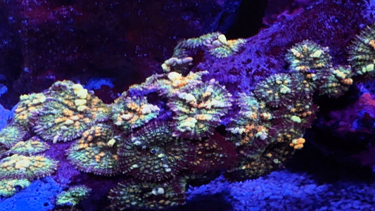 Mardi Gras Bounce mushroom