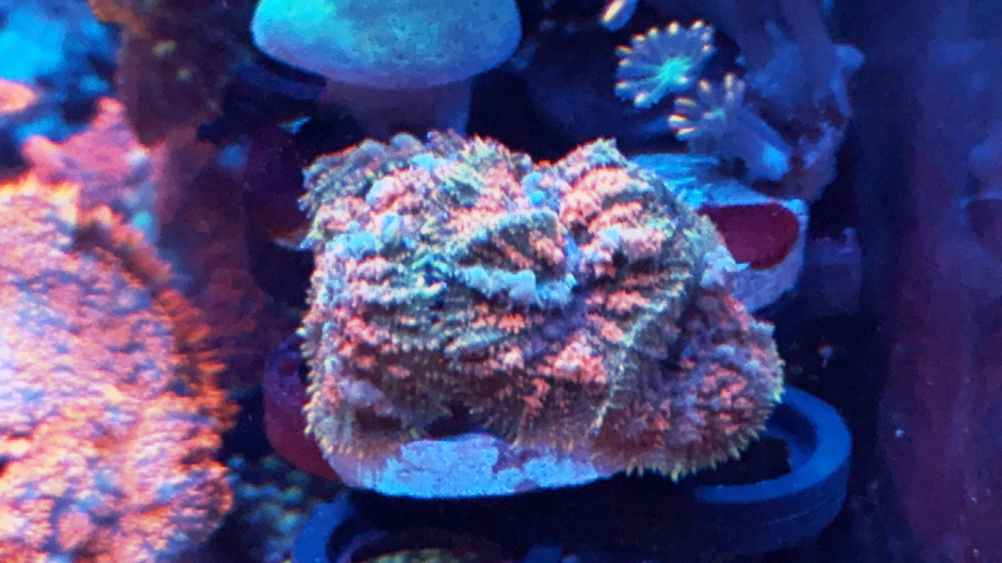 Pink n blue bounce colony