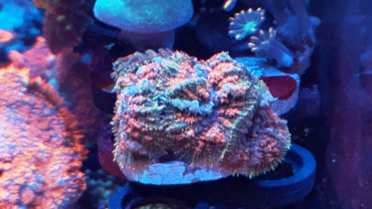 Pink n blue bounce colony