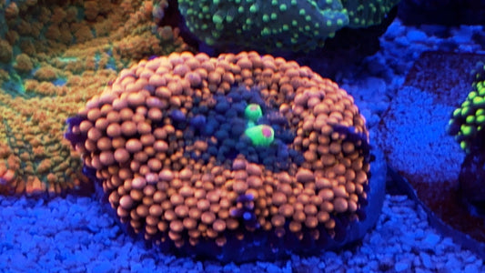 Orange Green Purple Ricordea