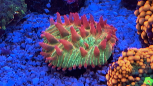 Mean Dragon Plate coral