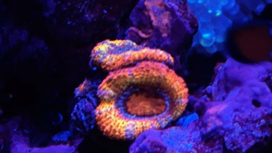 Ultra Rainbow Acan