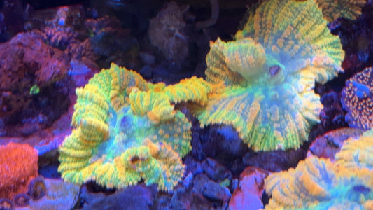 Ultra Yellow Rhodactis